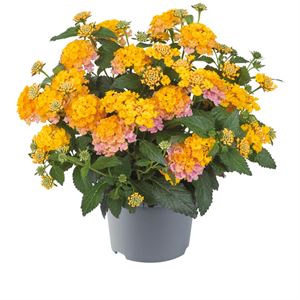 Afbeelding van Ej Lantana P19 Rose Gold